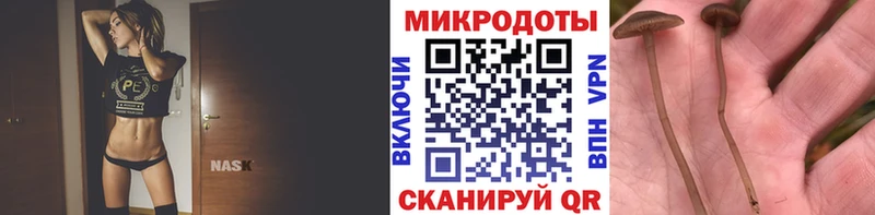 как найти закладки Старица Галлюциногенные грибы Cubensis